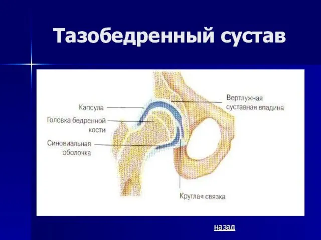 Тазобедренный сустав назад