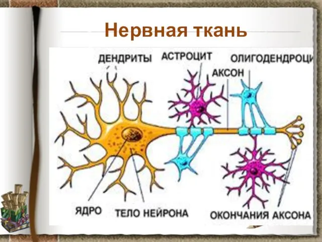 Нервная ткань Задание: рассмотрите препарат нервная ткань собаки, установите черты ее строения,