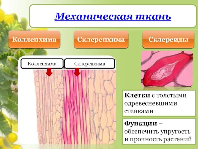 Механическая ткань Колленхима Склеренхима Склереиды Колленхима Склеренхима Клетки с толстыми одревесневшими стенками