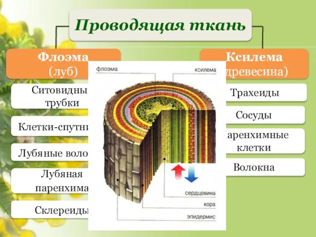 Волокна Паренхимные клетки Сосуды Трахеиды Склереиды Лубяная паренхима Лубяные волокна Ксилема (древесина)