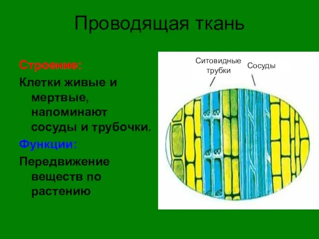 Проводящая ткань Строение: Клетки живые и мертвые, напоминают сосуды и трубочки. Функции: