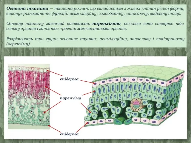 Основна тканина — тканина рослин, що складається з живих клітин різної форми,