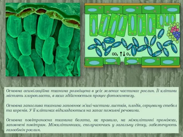 Основна асиміляційна тканина розміщена в усіх зелених частинах рослин. Її клітини містять