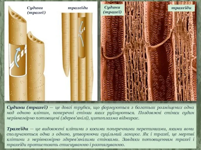 Судини (трахеї) — це довгі трубки, що формуються з багатьох розміщених одна