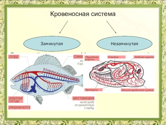 Кровеносная система Дождевой червь Моллюски гемолимфа Рыбы Насекомые Земноводные Рептилии Птицы Млекопитающие Замкнутая Незамкнутая