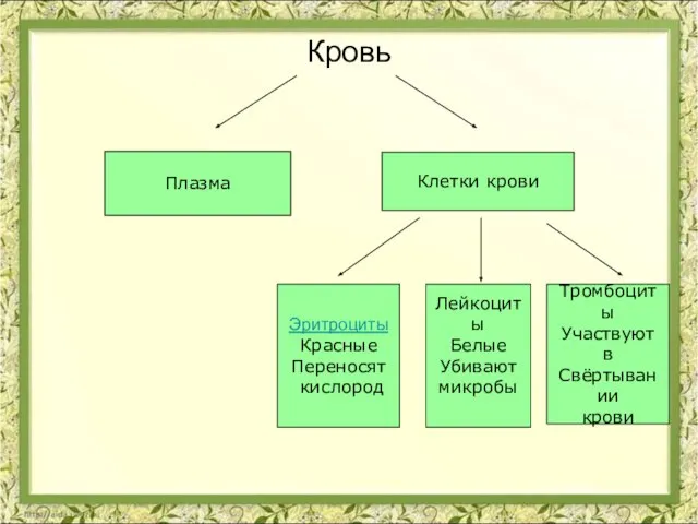 Кровь Плазма Клетки крови Эритроциты Красные Переносят кислород Лейкоциты Белые Убивают микробы