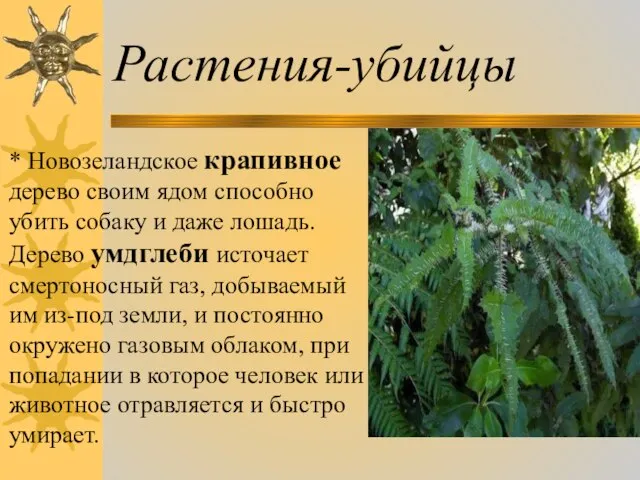 Растения-убийцы * Новозеландское крапивное дерево своим ядом способно убить собаку и даже