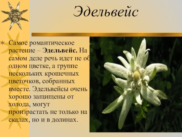 Эдельвейс Самое романтическое растение – Эдельвейс. На самом деле речь идет не