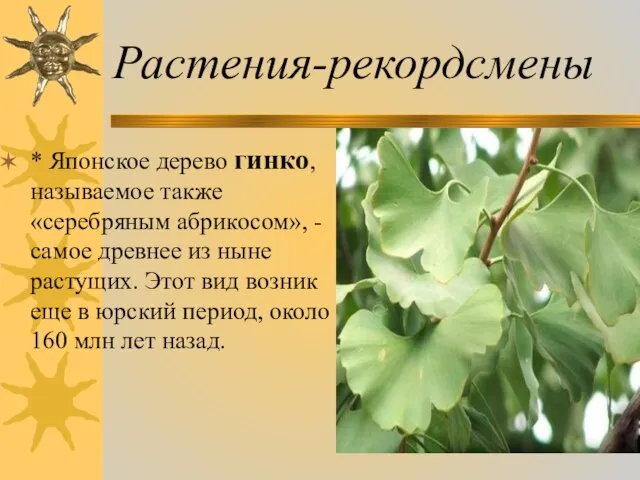 Растения-рекордсмены * Японское дерево гинко, называемое также «серебряным абрикосом», - самое древнее