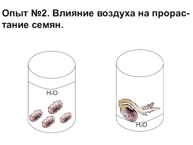 Опыт №2. Влияние воздуха на прорас- тание семян. H2O H2O