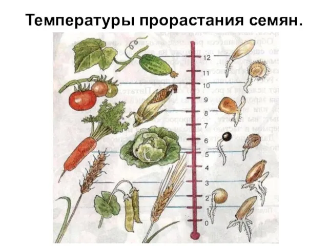 Температуры прорастания семян.