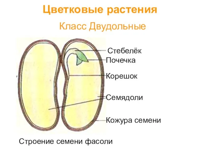 Класс Двудольные Цветковые растения Семядоли Кожура семени Корешок Стебелёк Почечка Строение семени фасоли