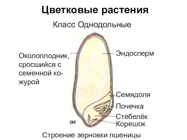 Цветковые растения Класс Однодольные Околоплодник, сросшийся с семенной ко- журой Эндосперм Семядоля