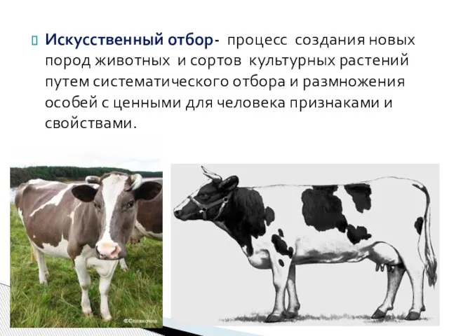 Искусственный отбор- процесс создания новых пород животных и сортов культурных растений путем