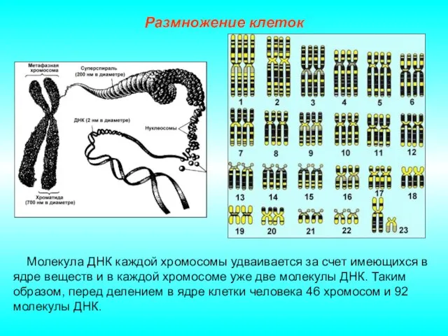 Размножение клеток Молекула ДНК каждой хромосомы удваивается за счет имеющихся в ядре