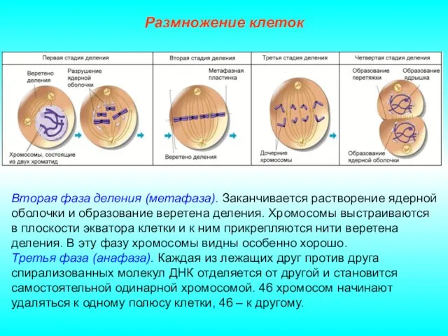 Размножение клеток Вторая фаза деления (метафаза). Заканчивается растворение ядерной оболочки и образование