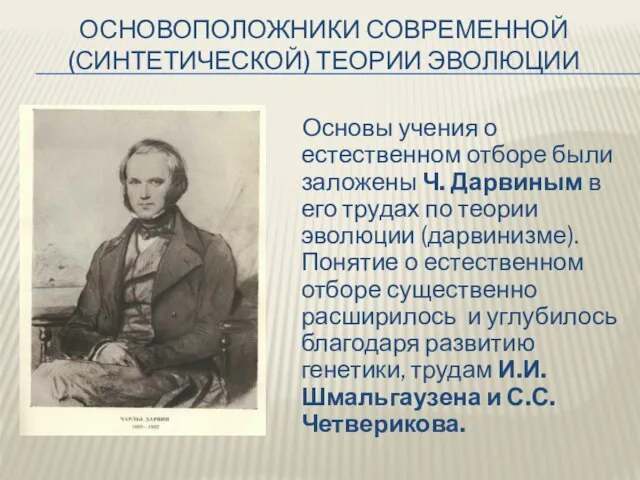 Основоположники современной (синтетической) теории эволюции Основы учения о естественном отборе были заложены