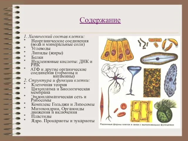 Содержание 1. Химический состав клетки: * Неорганические соединения (вода и минеральные соли)