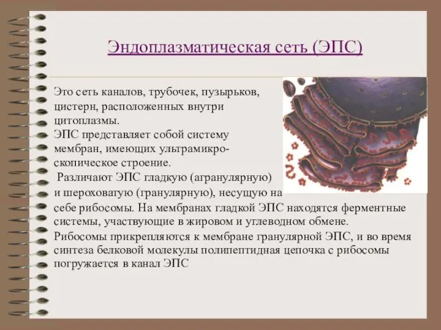 Эндоплазматическая сеть (ЭПС) Это сеть каналов, трубочек, пузырьков, цистерн, расположенных внутри цитоплазмы.