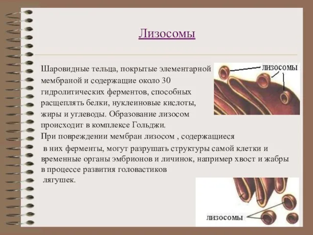 Лизосомы Шаровидные тельца, покрытые элементарной мембраной и содержащие около 30 гидролитических ферментов,