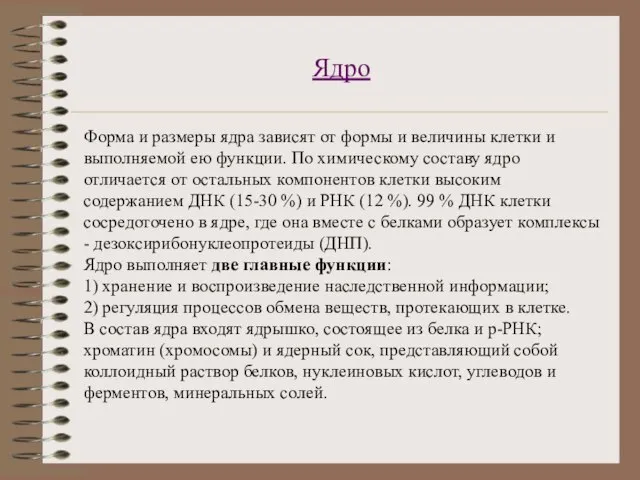 Ядро Форма и размеры ядра зависят от формы и величины клетки и