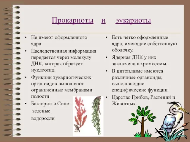 Прокариоты и эукариоты Не имеют оформленного ядра Наследственная информация передается через молекулу