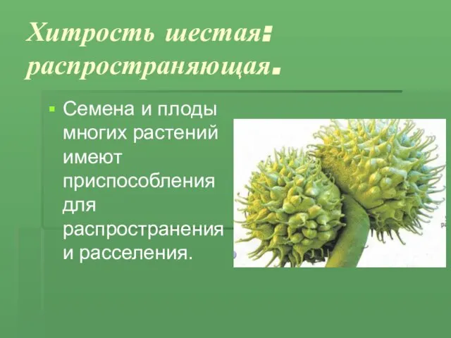 Хитрость шестая: распространяющая. Семена и плоды многих растений имеют приспособления для распространения и расселения.