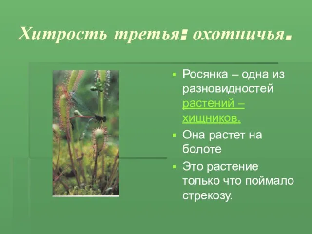 Хитрость третья: охотничья. Росянка – одна из разновидностей растений – хищников. Она