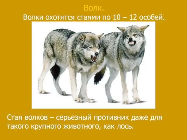 Волк. Волки охотятся стаями по 10 – 12 особей. Стая волков –