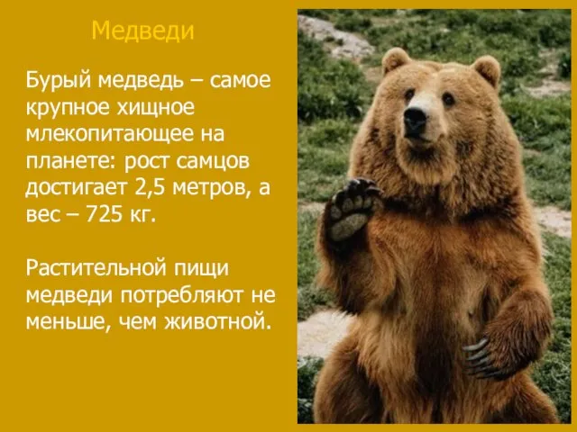 Бурый медведь – самое крупное хищное млекопитающее на планете: рост самцов достигает