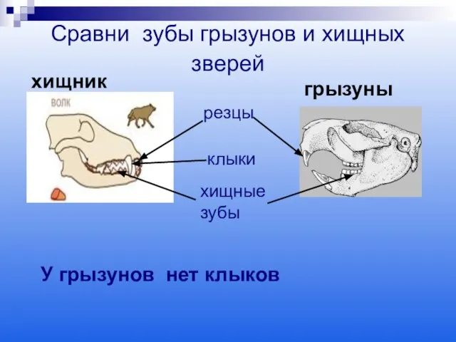 Сравни зубы грызунов и хищных зверей резцы клыки хищные зубы У грызунов нет клыков хищник грызуны