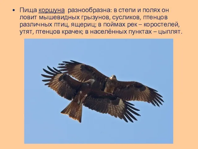 Пища коршуна разнообразна: в степи и полях он ловит мышевидных грызунов, сусликов,