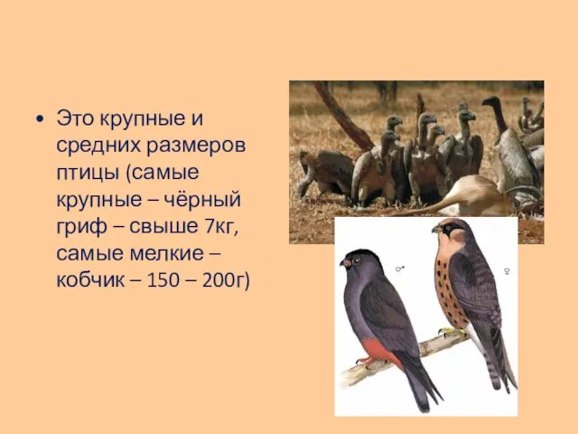 Это крупные и средних размеров птицы (самые крупные – чёрный гриф –