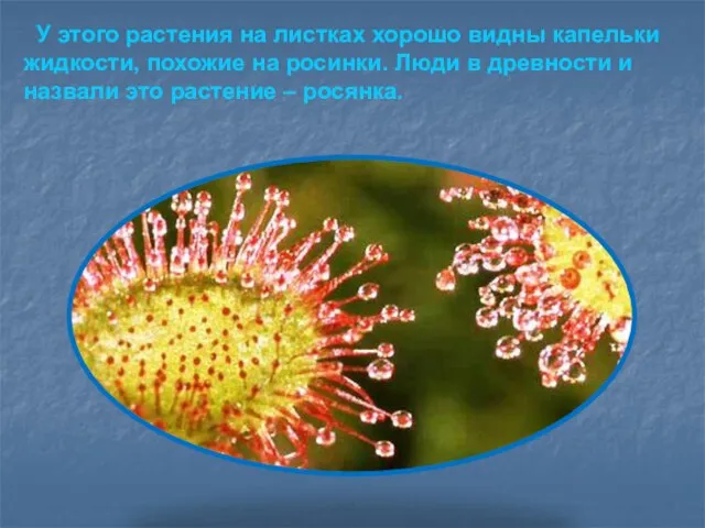 У этого растения на листках хорошо видны капельки жидкости, похожие на росинки.