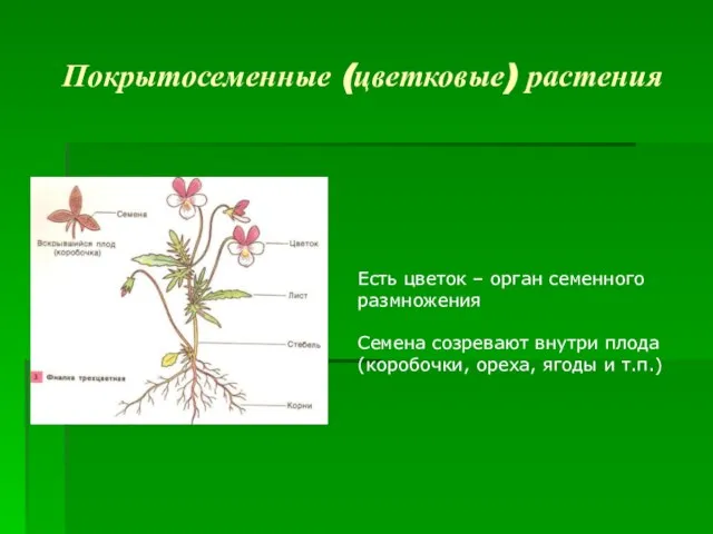 Покрытосеменные (цветковые) растения Есть цветок – орган семенного размножения Семена созревают внутри