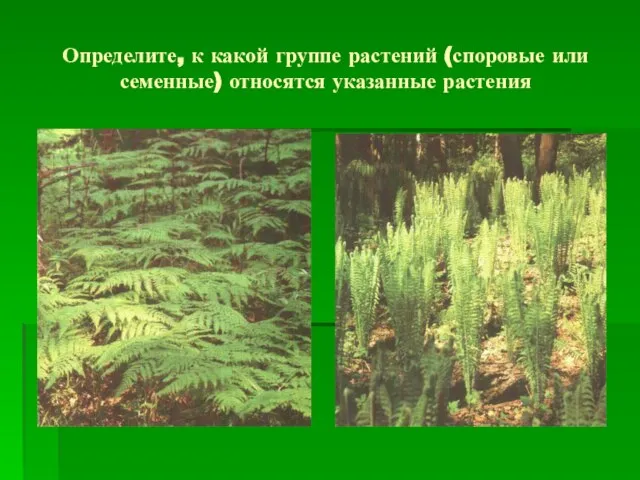 Определите, к какой группе растений (споровые или семенные) относятся указанные растения