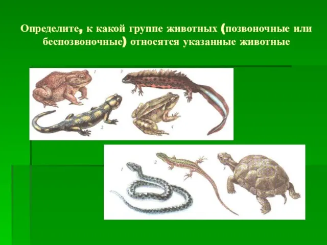 Определите, к какой группе животных (позвоночные или беспозвоночные) относятся указанные животные