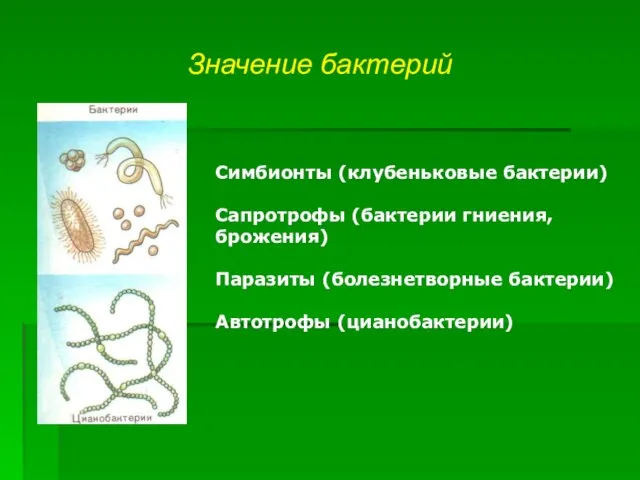 Значение бактерий Симбионты (клубеньковые бактерии) Сапротрофы (бактерии гниения, брожения) Паразиты (болезнетворные бактерии) Автотрофы (цианобактерии)