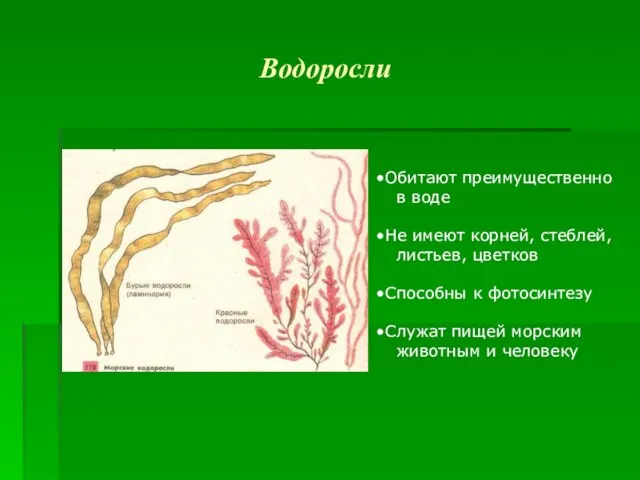 Водоросли Обитают преимущественно в воде Не имеют корней, стеблей, листьев, цветков Способны