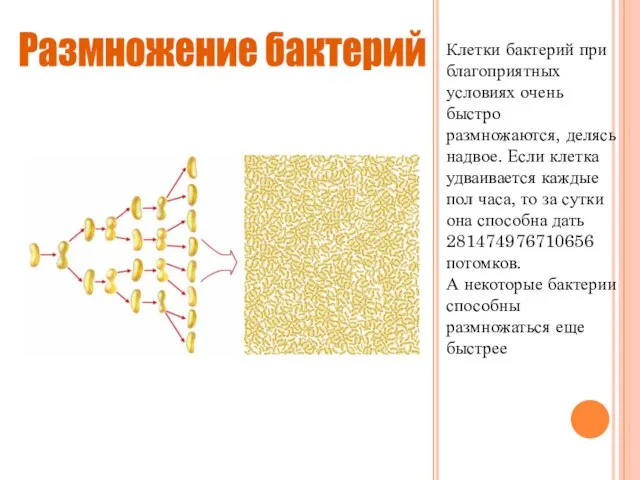 Клетки бактерий при благоприятных условиях очень быстро размножаются, делясь надвое. Если клетка