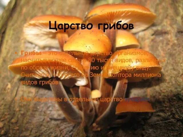 Царство грибов Грибы – это отдельное царство организмов, насчитывающее свыше 80 тысяч