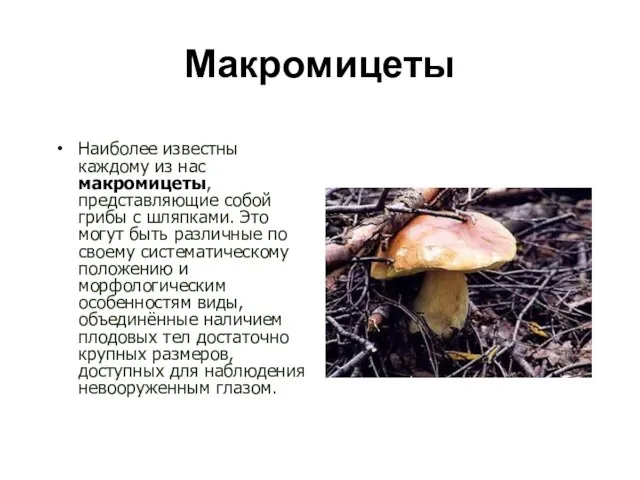 Макромицеты Наиболее известны каждому из нас макромицеты, представляющие собой грибы с шляпками.
