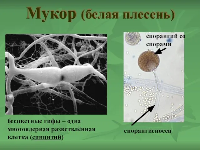 Мукор (белая плесень) бесцветные гифы – одна многоядерная разветвлённая клетка (синцитий) спорангиеносец спорангий со спорами