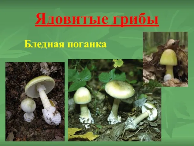 Ядовитые грибы Бледная поганка