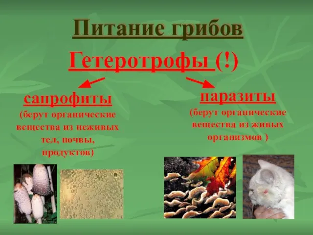 Питание грибов сапрофиты (берут органические вещества из неживых тел, почвы, продуктов) паразиты