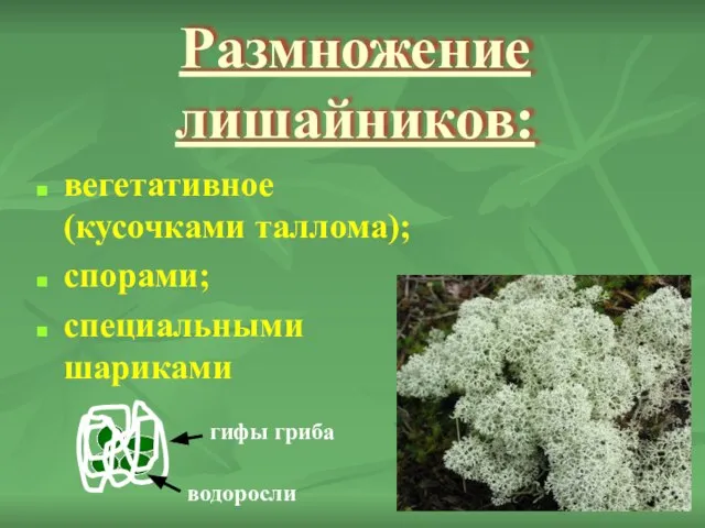 Размножение лишайников: вегетативное (кусочками таллома); спорами; специальными шариками гифы гриба водоросли