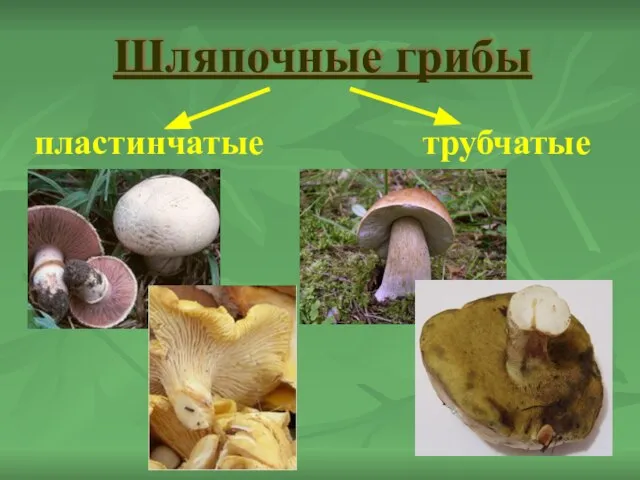 Шляпочные грибы пластинчатые трубчатые