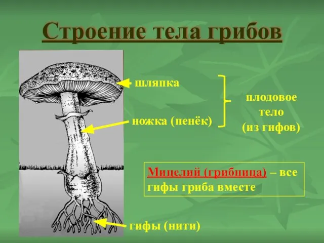 Строение тела грибов ножка (пенёк) шляпка гифы (нити) плодовое тело (из гифов)