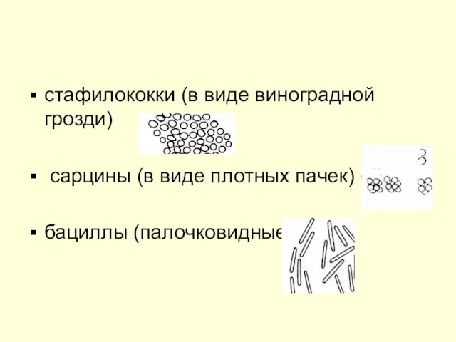 стафилококки (в виде виноградной грозди) сарцины (в виде плотных пачек) бациллы (палочковидные)