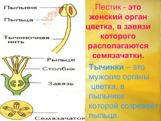 Пестик - это женский орган цветка, в завязи которого располагаются семязачатки. Тычинки